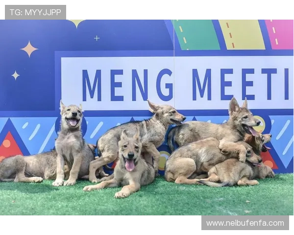 7匹狼娱乐城娱乐项目全攻略，丰富多样的娱乐项目满足不同需求